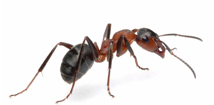Ant
