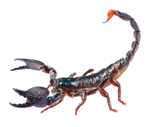 escorpiao