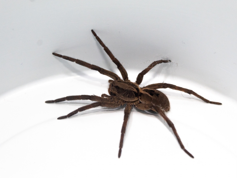 g_aranha-lobo-lycosa-erythrognatha