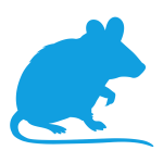 dedetização para combater ratos baratas pulgas e carapatos (2) dedetização para combater ratos baratas pulgas e carapatos (2)